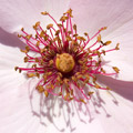 Hart roze bloem