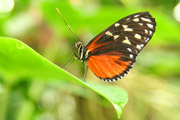 Vlinder op blad